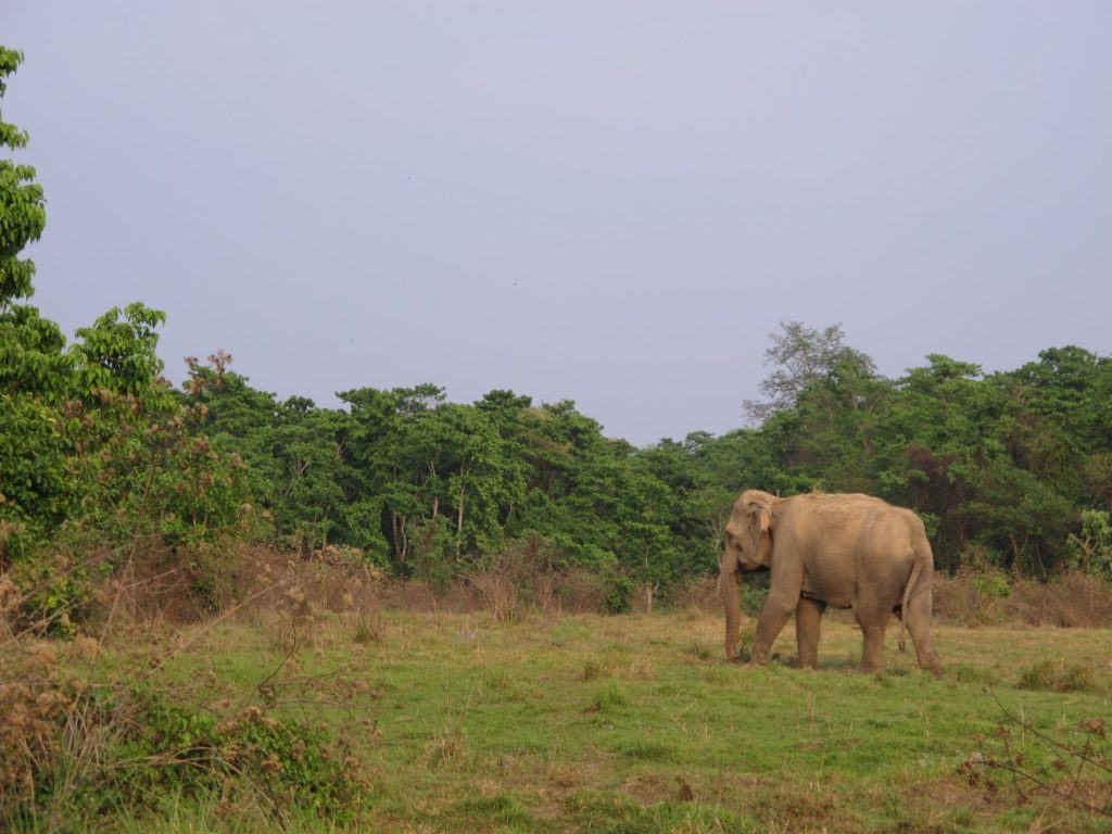 chitwan-national-park-5