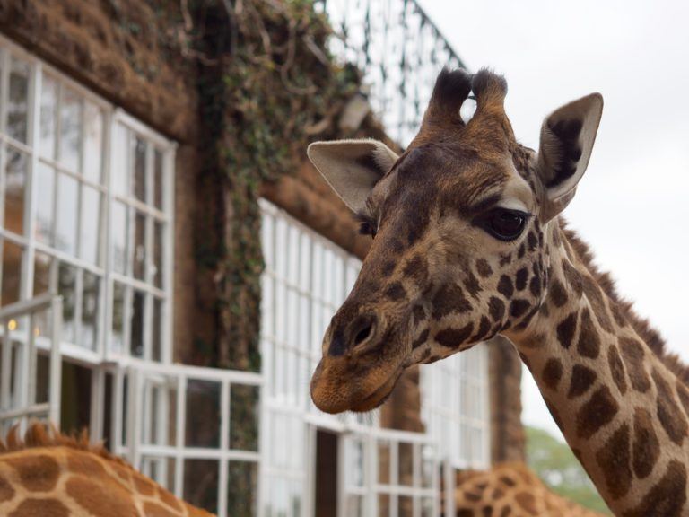 Giraffe Manor: Is It Worth The Cost? - This Battered Suitcase